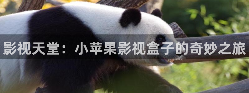 理论电影神马影院：影视天堂：小苹果影视盒子的奇妙之旅